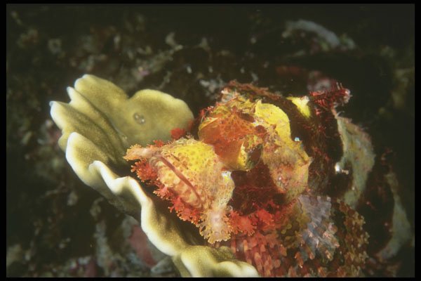 307013 Yellow faced Scorpion Fish On Plate Coral A4 Photo Print