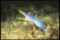 307014 Blue Ribbon Eel A4 Photo Print