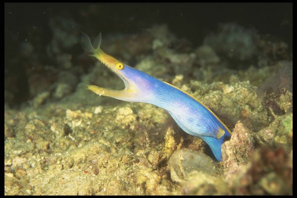 307014 Blue Ribbon Eel A4 Photo Print