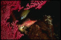 307015 Hawkfish Feeding On Red Gorgonian Sea Fan A4 Photo Print