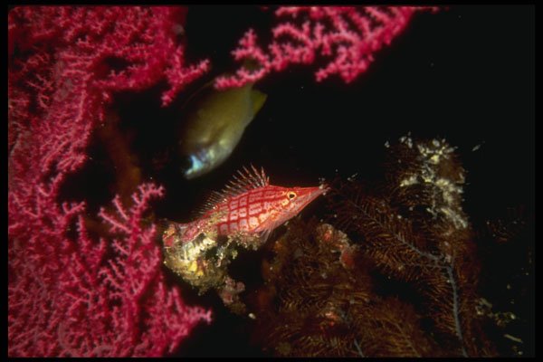 307015 Hawkfish Feeding On Red Gorgonian Sea Fan A4 Photo Print