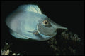 307016 Unicorn Fish At Night A4 Photo Print