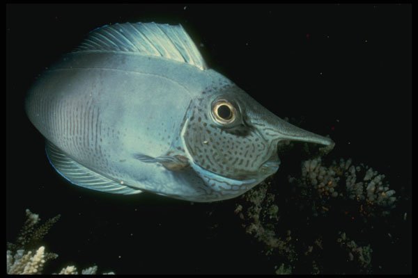 307016 Unicorn Fish At Night A4 Photo Print