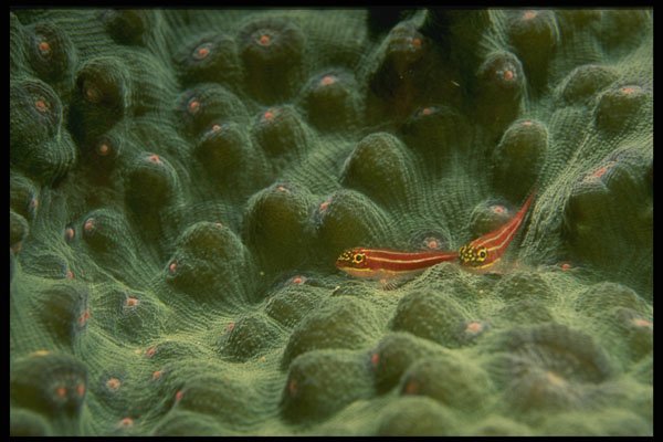 307017 A Pair Of Goby On Purple polyp Coral A4 Photo Print