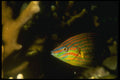 307019 Tail spotted Wrasse A4 Photo Print