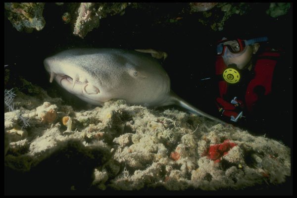 307020 Nurse Shark With Diver's Hand A4 Photo Print