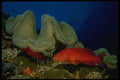 307021 Sea Trout Under Leather Coral A4 Photo Print