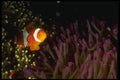307022 Clown Anemone Fish A4 Photo Print