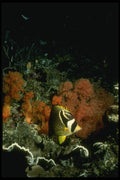 307023 Racoon Butterfly Fish On Soft Coral A4 Photo Print