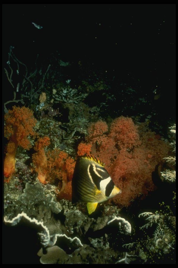 307023 Racoon Butterfly Fish On Soft Coral A4 Photo Print
