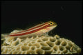 307024 Red And Yellow stripped Goby On Coral A4 Photo Print