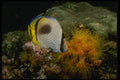 307025 Vagabond Butterfly Fish On Yellow cup Coral A4 Photo Print