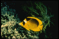 307026 Racoon Butterfly Fish On Soft Gray Coral A4 Photo Print