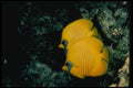 307027 Pair Of Golded Butterfly Fish A4 Photo Print