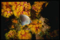 307028 Butterfly Fish On Bed Of Yellow cup Coral A4 Photo Print