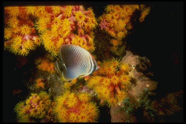307028 Butterfly Fish On Bed Of Yellow cup Coral A4 Photo Print