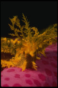 307029 Yellow Sea Cucumber On Purple Starfish A4 Photo Print