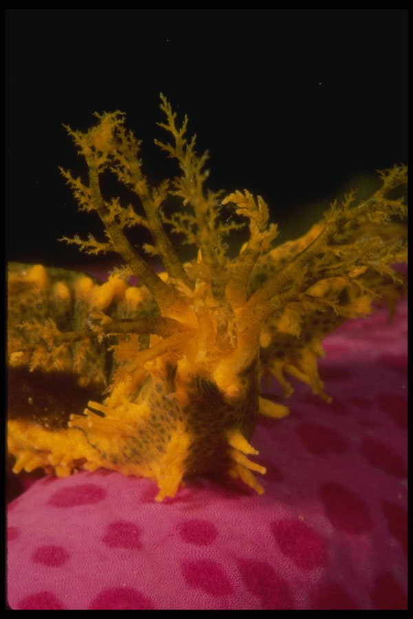 307029 Yellow Sea Cucumber On Purple Starfish A4 Photo Print