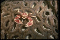 307030 Porcelain Crab On Brain Coral A4 Photo Print