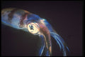 307031 Squid (close up) A4 Photo Print