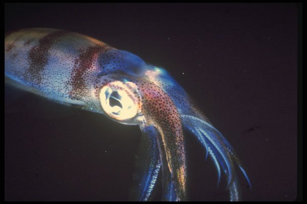 307031 Squid (close up) A4 Photo Print