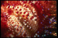 307032 Symbiotic Shrimp On Fire Urchin A4 Photo Print