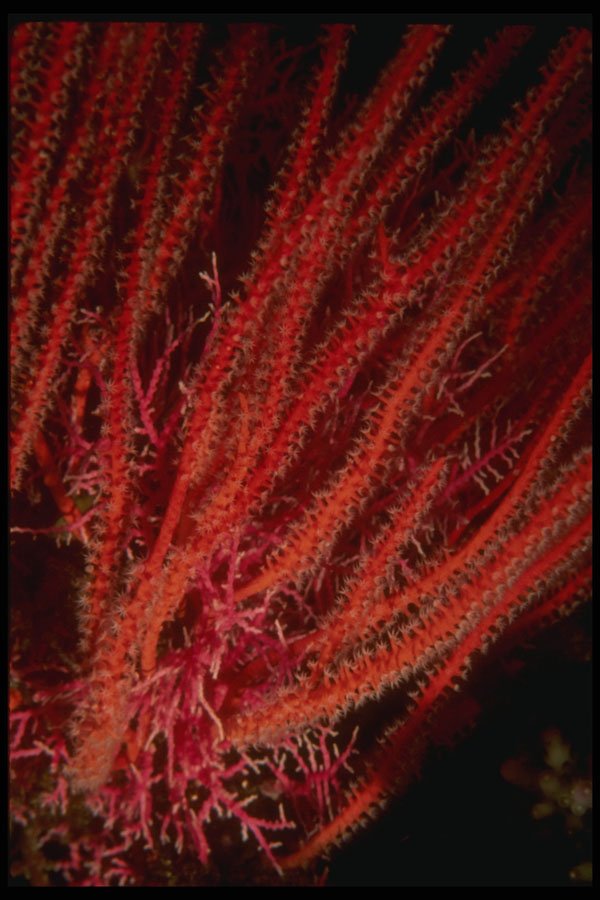 307033 Gorgonian Sea Whip A4 Photo Print