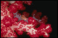 307034 Juvenile Snapper On Soft Coral A4 Photo Print