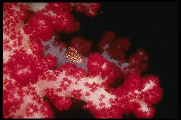 307034 Juvenile Snapper On Soft Coral A4 Photo Print