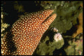 307035 Spotted Moray Eel A4 Photo Print
