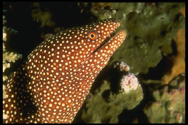 307035 Spotted Moray Eel A4 Photo Print