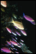 307036 School Of Anthias Fish A4 Photo Print