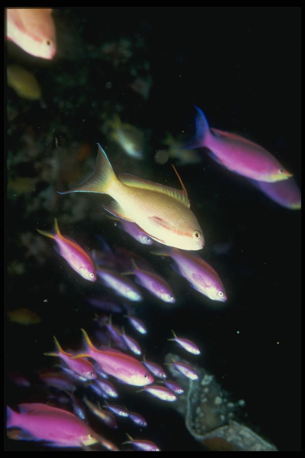 307036 School Of Anthias Fish A4 Photo Print