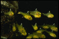 307038 School Of Juvenile Yellow Sweepers A4 Photo Print