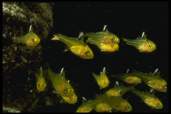 307038 School Of Juvenile Yellow Sweepers A4 Photo Print