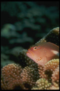 307039 Ring eyed Hawkfish On Branching Coral A4 Photo Print