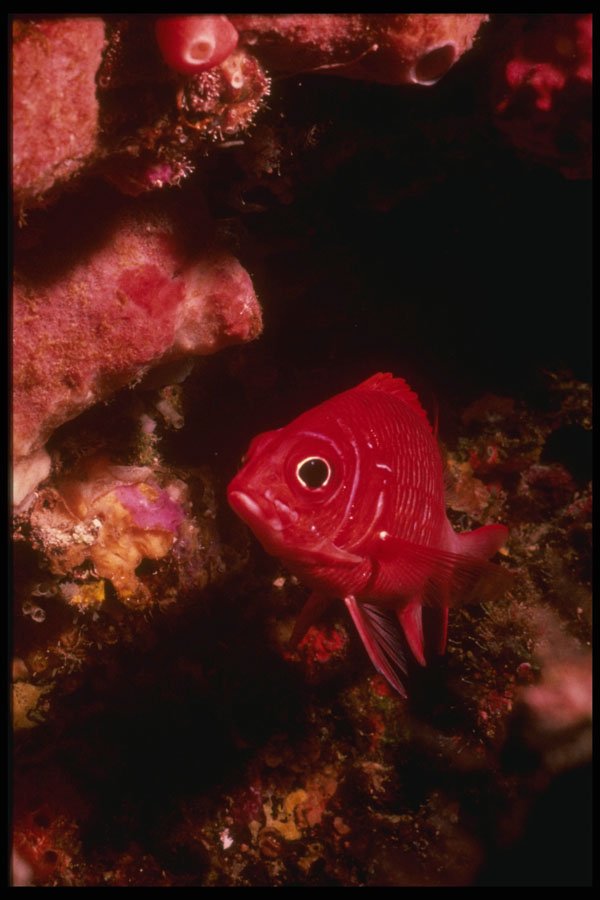 307040 Squirrel Fish A4 Photo Print