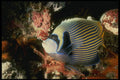 307041 Emperor Angelfish A4 Photo Print