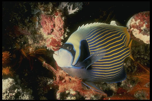 307041 Emperor Angelfish A4 Photo Print