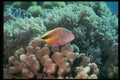 307042 Freckled face Hawkfish On Branching Coral A4 Photo Print