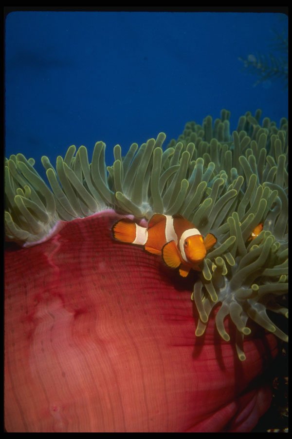 307043 Clown Anemone Fish On Green Anemone Polyps A4 Photo Print