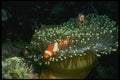 307044 Clown Anemone Fish On Edge Of Anemone A4 Photo Print