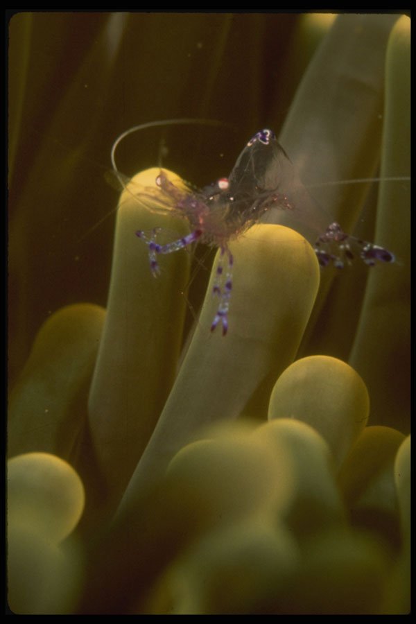 307045 Glass Shrimp On Anemone A4 Photo Print