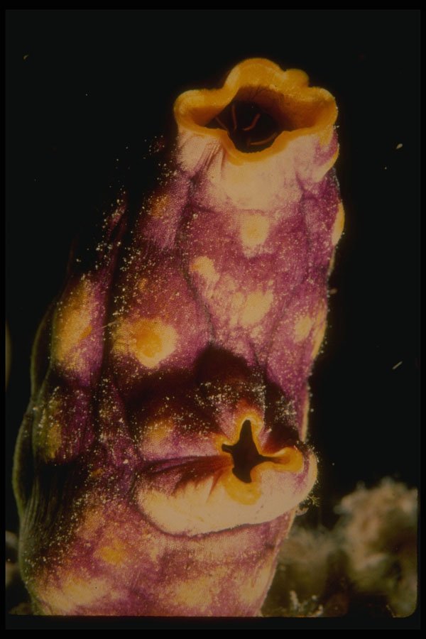 307046 Yellow Tunicate A4 Photo Print