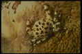 307047 Pea Crab On Sea Cucumber A4 Photo Print