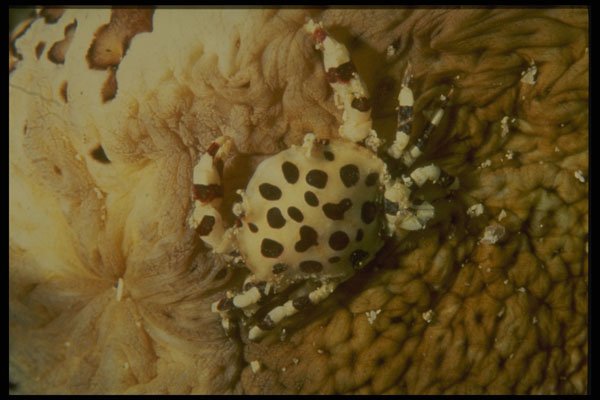 307047 Pea Crab On Sea Cucumber A4 Photo Print
