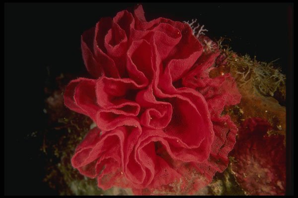 307048 Hexabrancha Nudibranch Cluster A4 Photo Print