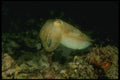 307049 Cuttlefish A4 Photo Print
