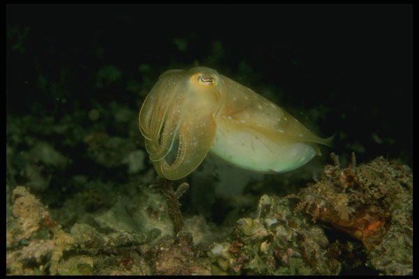 307049 Cuttlefish A4 Photo Print
