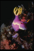 307051 Purple Nudibranch A4 Photo Print